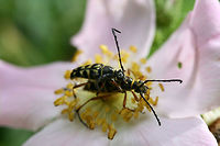 Zebra Longhorn (Typocerus zebra) - Mating Pair A pair mating on Carolina rose (Rosa carolina) at the edge of a dense mixed hardwood/coniferous forest in NW Georgia (Gordon County), US.<br />
https://www.jungledragon.com/image/60816/zebra_longhorn_typocerus_zebra_-_mating_pair.html Geotagged,Spring,Typocerus zebra,United States,beetle,beetles,cerambycid,cerambycidae,flower longhorn,flower longhorn beetle,typocerus,zebra