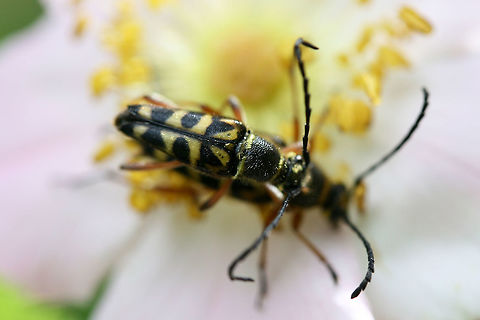 Zebra Longhorn (Typocerus zebra) - Mating Pair A pair mating on Carolina rose (Rosa carolina) at the edge of a dense mixed hardwood/coniferous forest in NW Georgia (Gordon County), US.
https://www.jungledragon.com/image/60815/zebra_longhorn_typocerus_zebra_-_mating_pair.html Geotagged,Spring,Typocerus zebra,United States,zebra
