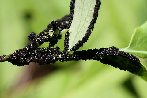 Lindbladia tubulina?  On Vaccinium pallidum in a dense mixed hardwood/coniferous forest in NW Georgia (Gordon County), US.
https://www.jungledragon.com/image/60818/black_slime_mold.html Geotagged,Lindbladia tubulina,Spring,United States