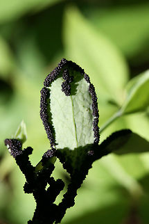 Lindbladia tubulina? On Vaccinium pallidum in a dense mixed hardwood/coniferous forest in NW Georgia (Gordon County), US.
https://www.jungledragon.com/image/60817/black_slime_mold.html Geotagged,Lindbladia tubulina,Spring,United States,black slime,black slime mold,slime,slime mold