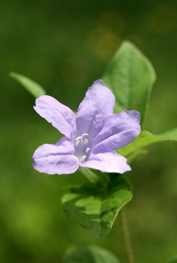 Carolina wild petunia (Ruellia caroliniensis) An overgrown backyard habitat in NW Georgia (Gordon County), US. Carolina wild petunia,Geotagged,Ruellia caroliniensis,Spring,United States,flower,flowers,petunia,pursh's wild petunia,ruellia,wildflower,wildflowers