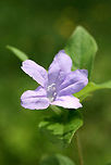 Carolina wild petunia (Ruellia caroliniensis) An overgrown backyard habitat in NW Georgia (Gordon County), US. Carolina wild petunia,Geotagged,Ruellia caroliniensis,Spring,United States,flower,flowers,petunia,pursh's wild petunia,ruellia,wildflower,wildflowers