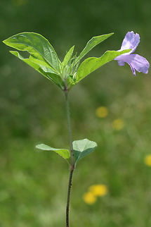 Carolina Wild Petunia (Ruellia caroliniensis) An overgrown backyard habitat in NW Georgia (Gordon County), US. Carolina wild petunia,Geotagged,Ruellia caroliniensis,Spring,United States