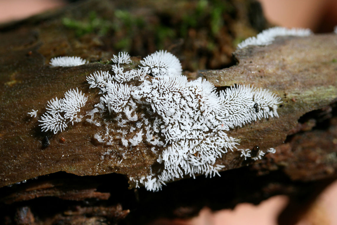 Coral Slime Mold (Ceratiomyxa fruticulosa) Translucent to white slime mold on rotting wood in a dense mixed hardwood/coniferous forest in NW Georgia (Gordon County), US.<br />
<figure class="photo"><a href="https://www.jungledragon.com/image/60834/coral_slime_mold_ceratiomyxa_fruticulosa.html" title="Coral Slime Mold (Ceratiomyxa fruticulosa)"><img src="https://s3.amazonaws.com/media.jungledragon.com/images/3231/60834_thumb.JPG?AWSAccessKeyId=05GMT0V3GWVNE7GGM1R2&Expires=1759968010&Signature=uooxkYpc6TeGcGFCMkQ1k%2Fy2keA%3D" width="200" height="134" alt="Coral Slime Mold (Ceratiomyxa fruticulosa) Translucent to white slime mold on rotting wood in a dense mixed hardwood/coniferous forest in NW Georgia (Gordon County), US.<br />
https://www.jungledragon.com/image/60833/coral_slime_mold_ceratiomyxa_fruticulosa.html Ceratiomyxa fruticulosa,Geotagged,Spring,United States" /></a></figure> Ceratiomyxa fruticulosa,Geotagged,Spring,United States,coral slime,coral slime mold,slime,slime mold