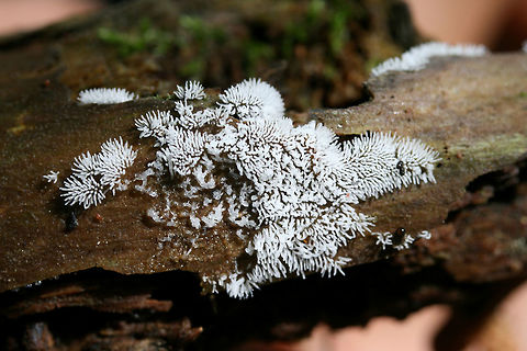 Coral Slime Mold (Ceratiomyxa fruticulosa) Translucent to white slime mold on rotting wood in a dense mixed hardwood/coniferous forest in NW Georgia (Gordon County), US.
https://www.jungledragon.com/image/60834/coral_slime_mold_ceratiomyxa_fruticulosa.html Ceratiomyxa fruticulosa,Geotagged,Spring,United States,coral slime,coral slime mold,slime,slime mold