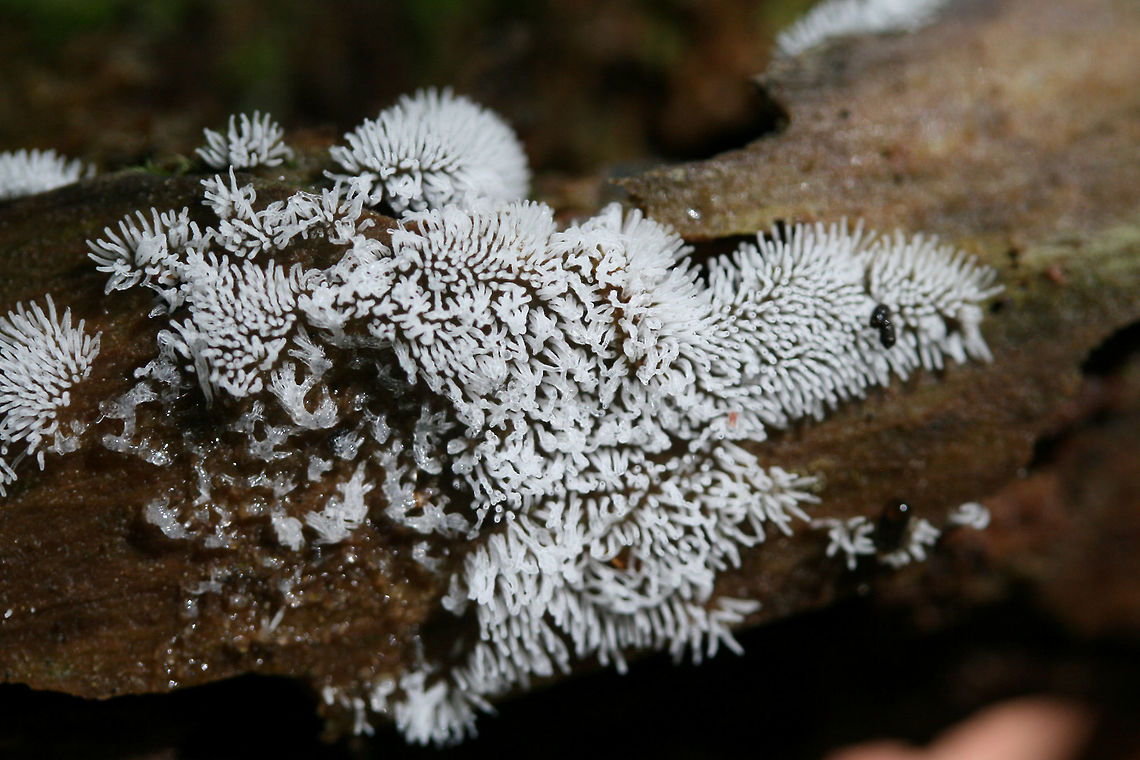 Coral Slime Mold (Ceratiomyxa fruticulosa) Translucent to white slime mold on rotting wood in a dense mixed hardwood/coniferous forest in NW Georgia (Gordon County), US.<br />
<figure class="photo"><a href="https://www.jungledragon.com/image/60833/coral_slime_mold_ceratiomyxa_fruticulosa.html" title="Coral Slime Mold (Ceratiomyxa fruticulosa)"><img src="https://s3.amazonaws.com/media.jungledragon.com/images/3231/60833_thumb.JPG?AWSAccessKeyId=05GMT0V3GWVNE7GGM1R2&Expires=1759968010&Signature=82ZrmqiU7dKzncgOPeRGRFl6Xrk%3D" width="200" height="134" alt="Coral Slime Mold (Ceratiomyxa fruticulosa) Translucent to white slime mold on rotting wood in a dense mixed hardwood/coniferous forest in NW Georgia (Gordon County), US.<br />
https://www.jungledragon.com/image/60834/coral_slime_mold_ceratiomyxa_fruticulosa.html Ceratiomyxa fruticulosa,Geotagged,Spring,United States,coral slime,coral slime mold,slime,slime mold" /></a></figure> Ceratiomyxa fruticulosa,Geotagged,Spring,United States