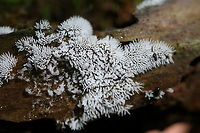 Coral Slime Mold (Ceratiomyxa fruticulosa) Translucent to white slime mold on rotting wood in a dense mixed hardwood/coniferous forest in NW Georgia (Gordon County), US.<br />
https://www.jungledragon.com/image/60833/coral_slime_mold_ceratiomyxa_fruticulosa.html Ceratiomyxa fruticulosa,Geotagged,Spring,United States