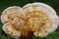 Golden Reishi (Ganoderma curtisii) Immature fruiting bodies growing at the base of a rotting WIllow Oak (Quercus phellos) stump.<br />
https://www.jungledragon.com/image/60836/golden_reishi_ganoderma_curtisii.html Ganoderma curtisii,Geotagged,Spring,United States,fungus fungi,golden reishi,mushroom,mushrooms,reishi