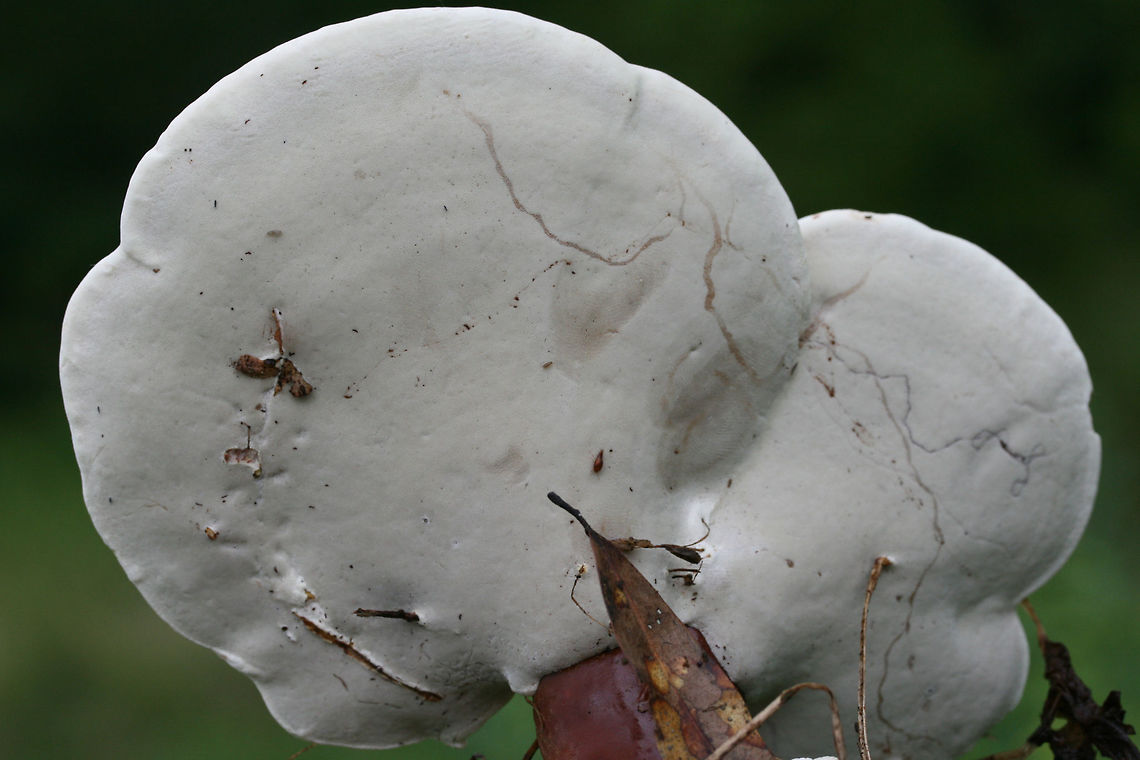 Golden Reishi (Ganoderma curtisii) Immature fruiting bodies growing at the base of a rotting WIllow Oak (Quercus phellos) stump.<br />
<figure class="photo"><a href="https://www.jungledragon.com/image/60835/golden_reishi_ganoderma_curtisii.html" title="Golden Reishi (Ganoderma curtisii)"><img src="https://s3.amazonaws.com/media.jungledragon.com/images/3231/60835_thumb.JPG?AWSAccessKeyId=05GMT0V3GWVNE7GGM1R2&Expires=1769040010&Signature=DgSf0gC9VHvJaGbua%2BWYz5U1yA0%3D" width="200" height="134" alt="Golden Reishi (Ganoderma curtisii) Immature fruiting bodies growing at the base of a rotting WIllow Oak (Quercus phellos) stump.<br />
https://www.jungledragon.com/image/60836/golden_reishi_ganoderma_curtisii.html Ganoderma curtisii,Geotagged,Spring,United States,fungus fungi,golden reishi,mushroom,mushrooms,reishi" /></a></figure> Fungi,Ganoderma curtisii,Geotagged,Spring,United States,fungus,ganoderma,golden reishi,mushroom,mushrooms,reishi