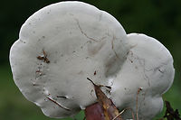 Golden Reishi (Ganoderma curtisii) Immature fruiting bodies growing at the base of a rotting WIllow Oak (Quercus phellos) stump.<br />
https://www.jungledragon.com/image/60835/golden_reishi_ganoderma_curtisii.html Fungi,Ganoderma curtisii,Geotagged,Spring,United States,fungus,ganoderma,golden reishi,mushroom,mushrooms,reishi