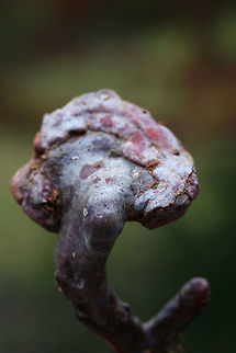 Golden Reishi (Ganoderma curtisii) Mature, stalked fungus with multiple colors: ranging from purple to maroon to cinnamon. General texture is woody. Surface texture is smooth and slightly lacquered. Cream to white pores are present on the underside of the pileus. Fall,Ganoderma curtisii,Geotagged,United States,fungi,ganoderma,mushroom,mushrooms,reishi