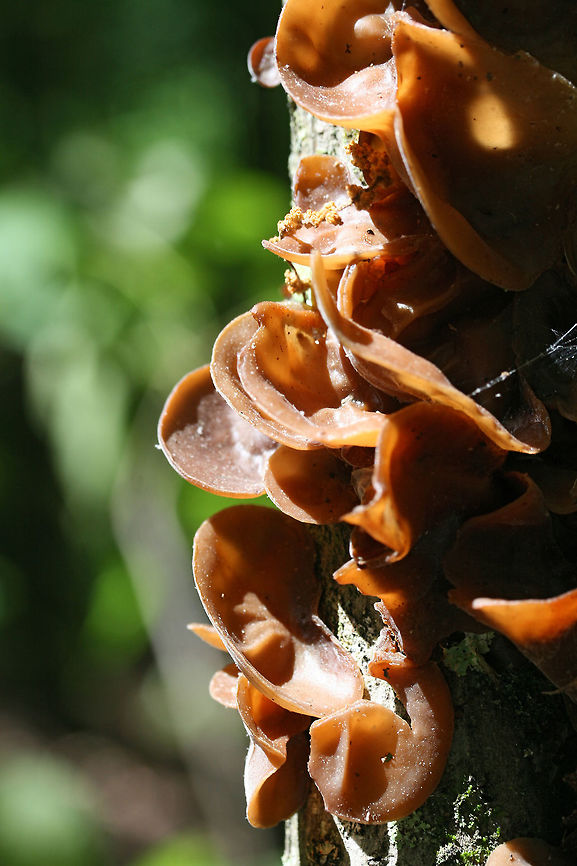 Wood Ear Fungus (Auricularia angiospermarum) Growing on fallen hardwood in a dense mixed hardwood/coniferous forest in NW Georgia (Gordon County), US.<br />
<br />
Note: This is one of my favorite (and most plentiful) edible mushrooms! Auricularia species have a long history of being used in soups (especially in Asia), and I have to agree that they are a great addition! Auricularia angiospermarum,Geotagged,Spring,United States