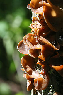 Wood Ear Fungus (Auricularia angiospermarum) Growing on fallen hardwood in a dense mixed hardwood/coniferous forest in NW Georgia (Gordon County), US.

Note: This is one of my favorite (and most plentiful) edible mushrooms! Auricularia species have a long history of being used in soups (especially in Asia), and I have to agree that they are a great addition! Auricularia angiospermarum,Geotagged,Spring,United States