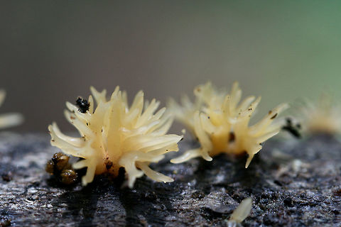 Calocera cornea Growing on fallen hardwood at the edge of a dense mixed hardwood/coniferous forest in NW Georgia (Gordon County), US.
The branching of the tips makes me hesitant to confirm this ID 100 percent!
https://www.jungledragon.com/image/60899/calocera_sp._possibly_c._cornea.html Calocera cornea,Geotagged,Spring,United States,dacrymycetales,fungi,fungus,jelly fungus,tuning fork