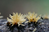 Calocera cornea Growing on fallen hardwood at the edge of a dense mixed hardwood/coniferous forest in NW Georgia (Gordon County), US.<br />
The branching of the tips makes me hesitant to confirm this ID 100 percent!<br />
https://www.jungledragon.com/image/60899/calocera_sp._possibly_c._cornea.html Calocera cornea,Geotagged,Spring,United States,dacrymycetales,fungi,fungus,jelly fungus,tuning fork