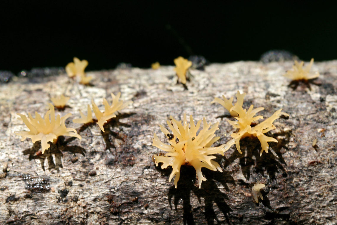 Calocera cornea Growing on fallen hardwood at the edge of a dense mixed hardwood/coniferous forest in NW Georgia (Gordon County), US.<br />
The branching of the tips makes me hesitant to confirm this ID 100 percent!<br />
<figure class="photo"><a href="https://www.jungledragon.com/image/60898/calocera_cornea.html" title="Calocera cornea"><img src="https://s3.amazonaws.com/media.jungledragon.com/images/3231/60898_thumb.JPG?AWSAccessKeyId=05GMT0V3GWVNE7GGM1R2&Expires=1767225610&Signature=v%2F8Sl%2FN74DQA2LSdlm9VF1btMaY%3D" width="200" height="134" alt="Calocera cornea Growing on fallen hardwood at the edge of a dense mixed hardwood/coniferous forest in NW Georgia (Gordon County), US.<br />
The branching of the tips makes me hesitant to confirm this ID 100 percent!<br />
https://www.jungledragon.com/image/60899/calocera_sp._possibly_c._cornea.html Calocera cornea,Geotagged,Spring,United States,dacrymycetales,fungi,fungus,jelly fungus,tuning fork" /></a></figure> Calocera cornea,Geotagged,Spring,United States,dacrymycetales,fungi,fungus,jelly fungus,tuning fork