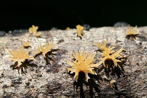 Calocera cornea Growing on fallen hardwood at the edge of a dense mixed hardwood/coniferous forest in NW Georgia (Gordon County), US.
The branching of the tips makes me hesitant to confirm this ID 100 percent!
https://www.jungledragon.com/image/60898/calocera_sp._possibly_c._cornea.html Calocera cornea,Geotagged,Spring,United States,dacrymycetales,fungi,fungus,jelly fungus,tuning fork
