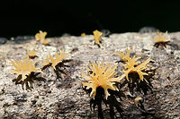Calocera cornea Growing on fallen hardwood at the edge of a dense mixed hardwood/coniferous forest in NW Georgia (Gordon County), US.<br />
The branching of the tips makes me hesitant to confirm this ID 100 percent!<br />
https://www.jungledragon.com/image/60898/calocera_sp._possibly_c._cornea.html Calocera cornea,Geotagged,Spring,United States,dacrymycetales,fungi,fungus,jelly fungus,tuning fork