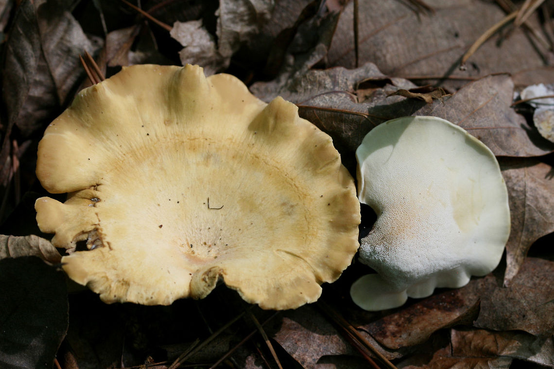 Cerioporus varius Polypore growing on a downed hardwood log in a dense mixed hardwood/coniferous forest.<br />
<br />
Previously known as Polyporus varius.<br />
<figure class="photo"><a href="https://www.jungledragon.com/image/60901/cerioporus_varius.html" title="Cerioporus varius"><img src="https://s3.amazonaws.com/media.jungledragon.com/images/3231/60901_thumb.JPG?AWSAccessKeyId=05GMT0V3GWVNE7GGM1R2&Expires=1759968010&Signature=K0Wl8WPB1AYFtTj%2FESLfSfwIelY%3D" width="200" height="134" alt="Cerioporus varius Polypore growing on a downed hardwood log in a dense mixed hardwood/coniferous forest.<br />
<br />
Previously known as Polyporus varius.<br />
https://www.jungledragon.com/image/60900/cerioporus_varius.html Cerioporus varius,Geotagged,Spring,United States" /></a></figure> Cerioporus varius,Geotagged,Spring,United States