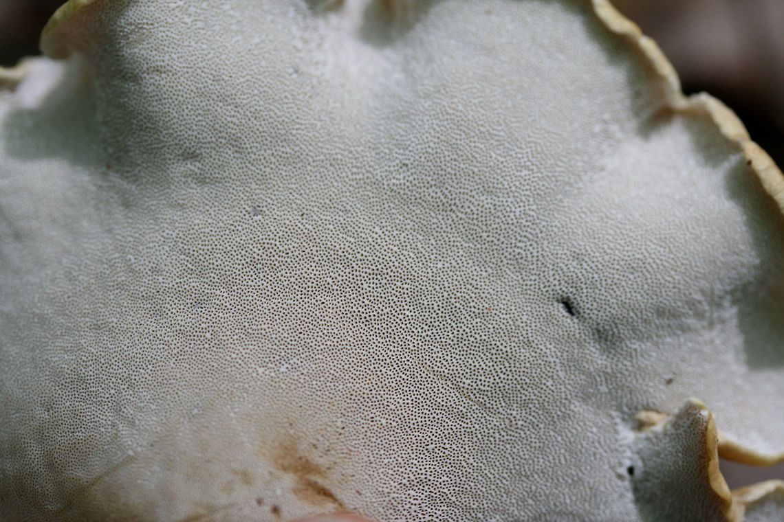 Cerioporus varius Polypore growing on a downed hardwood log in a dense mixed hardwood/coniferous forest.<br />
<br />
Previously known as Polyporus varius.<br />
<figure class="photo"><a href="https://www.jungledragon.com/image/60900/cerioporus_varius.html" title="Cerioporus varius"><img src="https://s3.amazonaws.com/media.jungledragon.com/images/3231/60900_thumb.JPG?AWSAccessKeyId=05GMT0V3GWVNE7GGM1R2&Expires=1769040010&Signature=PnEGJaUS9mlpykQUEts%2F2DfOhMk%3D" width="200" height="134" alt="Cerioporus varius Polypore growing on a downed hardwood log in a dense mixed hardwood/coniferous forest.<br />
<br />
Previously known as Polyporus varius.<br />
https://www.jungledragon.com/image/60901/cerioporus_varius.html Cerioporus varius,Geotagged,Spring,United States" /></a></figure> Cerioporus varius,Geotagged,Spring,United States