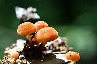 Marasmius sullivantii Growing on wood chips/soil along a path in a dense mixed hardwood/coniferous forest.<br />
https://www.jungledragon.com/image/60903/marasmius_sullivantii.html Geotagged,Marasmius sullivantii,Spring,United States