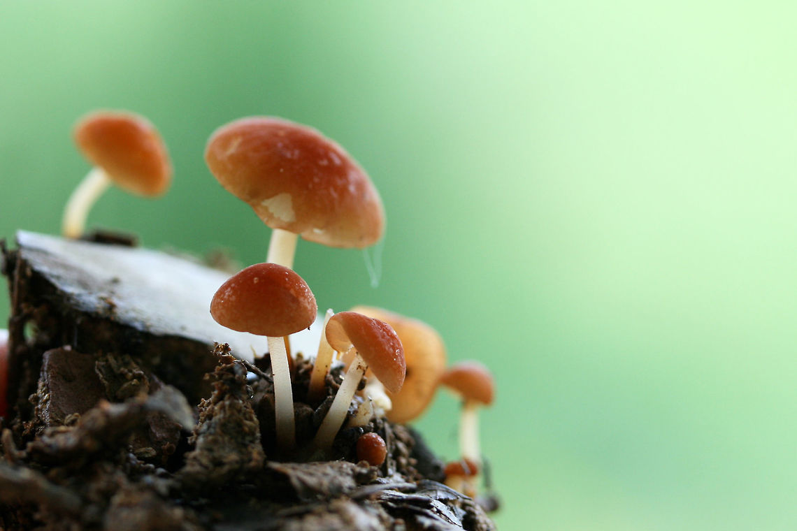 Marasmius sullivantii Growing on wood chips/soil along a path in a dense mixed hardwood/coniferous forest.<br />
<figure class="photo"><a href="https://www.jungledragon.com/image/60902/marasmius_sullivantii.html" title="Marasmius sullivantii"><img src="https://s3.amazonaws.com/media.jungledragon.com/images/3231/60902_thumb.jpg?AWSAccessKeyId=05GMT0V3GWVNE7GGM1R2&Expires=1767225610&Signature=7PBgGsSp3vI9vfyr610zlyuEelU%3D" width="200" height="134" alt="Marasmius sullivantii Growing on wood chips/soil along a path in a dense mixed hardwood/coniferous forest.<br />
https://www.jungledragon.com/image/60903/marasmius_sullivantii.html Geotagged,Marasmius sullivantii,Spring,United States" /></a></figure> Geotagged,Marasmius sullivantii,Spring,United States
