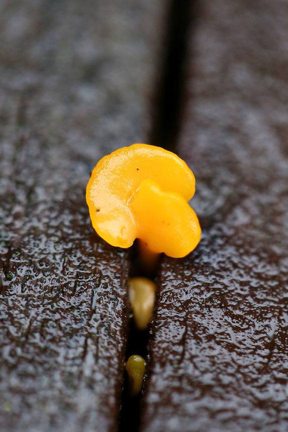 Fan-shaped Jelly-Fungus (Dacryopinax spathularia) Growing in cracks in rotting wood on a back porch in a backyard habitat in NW Georgia (Gordon County), US.<br />
<figure class="photo"><a href="https://www.jungledragon.com/image/60905/fan-shaped_jelly-fungus_dacryopinax_spathularia.html" title="Fan-shaped Jelly-Fungus (Dacryopinax spathularia)"><img src="https://s3.amazonaws.com/media.jungledragon.com/images/3231/60905_thumb.jpg?AWSAccessKeyId=05GMT0V3GWVNE7GGM1R2&Expires=1767225610&Signature=Iif6zKu8%2BFjZ9dxf8A51wL1sfrA%3D" width="200" height="134" alt="Fan-shaped Jelly-Fungus (Dacryopinax spathularia) Growing in cracks in rotting wood on a back porch in a backyard habitat in NW Georgia (Gordon County), US.<br />
https://www.jungledragon.com/image/60904/fan-shaped_jelly-fungus_dacryopinax_spathularia.html Dacryopinax spathularia,Geotagged,Spring,United States" /></a></figure> Dacryopinax spathularia,Geotagged,Spring,United States