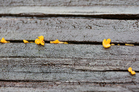 Fan-shaped Jelly-Fungus (Dacryopinax spathularia) Growing in cracks in rotting wood on a back porch in a backyard habitat in NW Georgia (Gordon County), US.
https://www.jungledragon.com/image/60904/fan-shaped_jelly-fungus_dacryopinax_spathularia.html Dacryopinax spathularia,Geotagged,Spring,United States