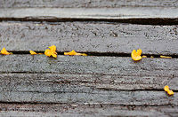 Fan-shaped Jelly-Fungus (Dacryopinax spathularia) Growing in cracks in rotting wood on a back porch in a backyard habitat in NW Georgia (Gordon County), US.<br />
https://www.jungledragon.com/image/60904/fan-shaped_jelly-fungus_dacryopinax_spathularia.html Dacryopinax spathularia,Geotagged,Spring,United States