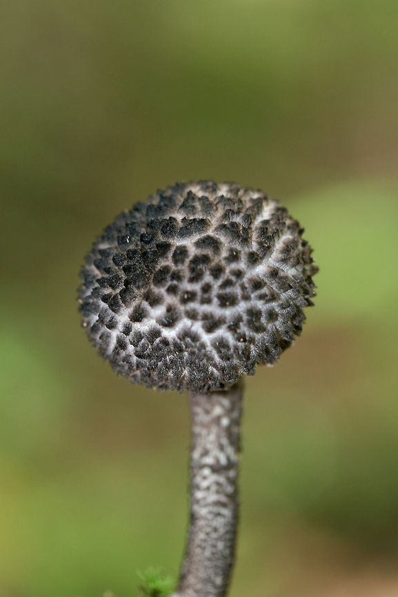 Old Man of the Woods (Strobilomyces sp.) Not sure of the species (there are several in North America). Found growing beneath rotting fallen trees in a dense mixed hardwood/coniferous forest. Geotagged,Spring,United States