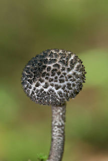 Old Man of the Woods (Strobilomyces sp.) Not sure of the species (there are several in North America). Found growing beneath rotting fallen trees in a dense mixed hardwood/coniferous forest. Geotagged,Spring,United States