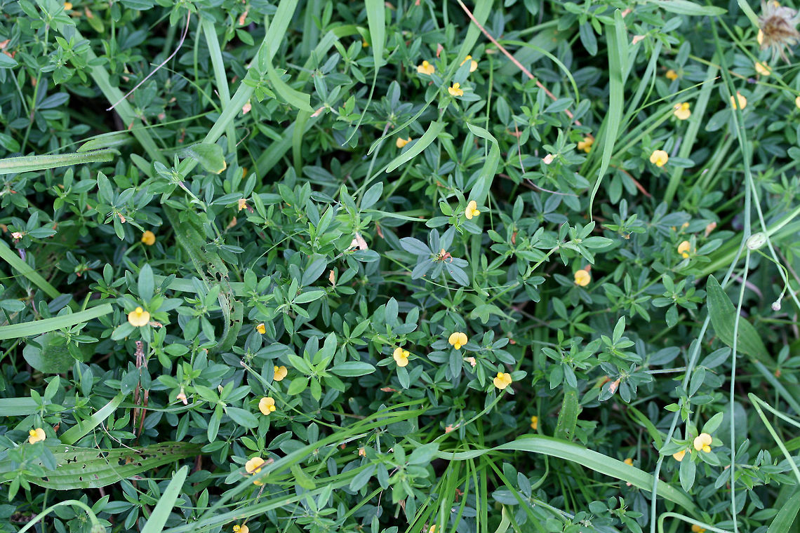 Pencil Flower (Stylosanthes biflora) NATIVE. Growing in an overgrown backyard habitat (near the edge of a wooded area).<br />
<br />
<figure class="photo"><a href="https://www.jungledragon.com/image/60913/pencil_flower_stylosanthes_biflora.html" title="Pencil Flower (Stylosanthes biflora)"><img src="https://s3.amazonaws.com/media.jungledragon.com/images/3231/60913_thumb.jpg?AWSAccessKeyId=05GMT0V3GWVNE7GGM1R2&Expires=1767225610&Signature=56yjizSHZT2Z4Z1xdmUjzjfG8sY%3D" width="102" height="152" alt="Pencil Flower (Stylosanthes biflora) NATIVE. Growing in an overgrown backyard habitat (near the edge of a wooded area).<br />
<br />
https://www.jungledragon.com/image/60914/pencil_flower_stylosanthes_biflora.html Geotagged,Sidebeak pencilflower,Spring,Stylosanthes biflora,United States" /></a></figure> Geotagged,Sidebeak pencilflower,Spring,Stylosanthes biflora,United States