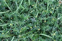Pencil Flower (Stylosanthes biflora) NATIVE. Growing in an overgrown backyard habitat (near the edge of a wooded area).<br />
<br />
https://www.jungledragon.com/image/60913/pencil_flower_stylosanthes_biflora.html Geotagged,Sidebeak pencilflower,Spring,Stylosanthes biflora,United States