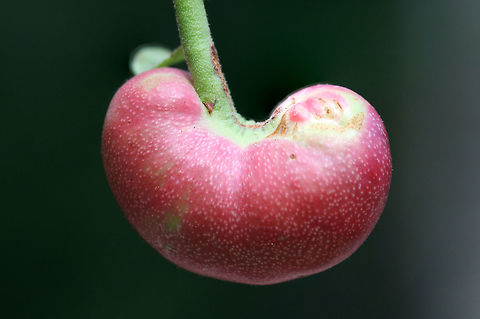 Blueberry Stem Gall Wasp (Hemadas nubilipennis) Kidney-shaped gall on the stem of Blue Ridge Blueberry (Vaccinium pallidum).

This species of wasp is parasitic on blueberry species (Vaccinium sp.). It can become a pest as the formation of galls limits fruit production. Wasps (which are almost all female) emerge from previous galls in spring for mating season. Females pierce the lower surface of the blueberry stems and deposit their eggs there. Additionally, they stab the shoot tips in order to prevent more growth. The plant reacts to the deposition of eggs with the formation of galls. Branches with galls are incapable of producing flowers or fruit. It is recommend that prescribed burns be performed in fall to control any problems. Blueberry Stem Gall Wasp,Geotagged,Hemadas nubilipennis,Spring,United States,blueberry gall,gall,galls,hemadas,hymenoptera,insect,insecta,stem gall,vaccinium gall,wasp,wasp gall
