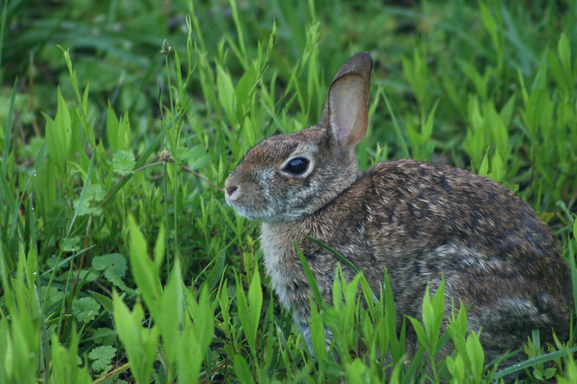 Eastern Cottontail (Sylvilagus floridanus) Our human neighbors aren&#039;t very happy about it, however, we like to let the wildlife take over our yard as much as possible. We alternate mowing the front and back yard every few weeks (sometimes more), so plant and animal life can fluorish!<br />
<br />
This is just one of the benefits! Beautiful cottontails! Eastern cottontail,Geotagged,Spring,Sylvilagus floridanus,United States