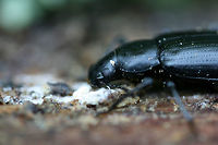 False Mealworm Beetle (Alobates pensylvanica) Under the bark of a dead pine tree in a dense mixed hardwood/coniferous forest.<br />
https://www.jungledragon.com/image/60982/false_mealworm_beetle_alobates_pensylvanica.html Alobates pennsylvanica,Alobates pensylvanica,Geotagged,Spring,United States