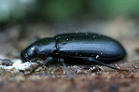 False Mealworm Beetle (Alobates pensylvanica) Under the bark of a dead pine tree in a dense mixed hardwood/coniferous forest.<br />
https://www.jungledragon.com/image/60981/false_mealworm_beetle_alobates_pensylvanica.html Alobates pennsylvanica,Alobates pensylvanica,Geotagged,Spring,United States