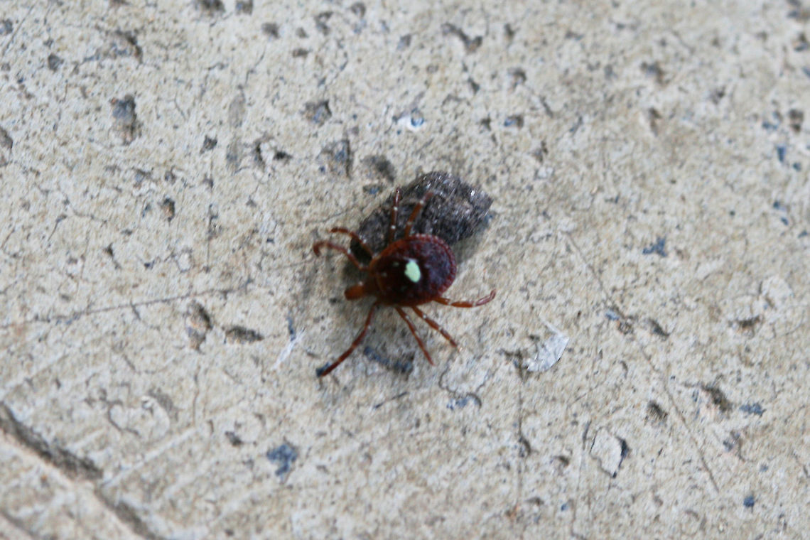 Lone Star Tick (Amblyomma americanum) Sorry for the terribly blurry shot! I hope to get better ones next time! <br />
<br />
Our previous hikes have involved finding a lot of these on our person afterward, unfortunately.<br />
<br />
Not only is this tick a vector for several diseases (like Ehrlichia chaffeensis, Ehrlichia ewingii, Francisella tularensis and STARI), but it has recently been implicated in multiple cases of a sudden development of an alpha-gal meat allergy. This allergy is triggered by IgE antibody to the mammalian oligosaccharide galactose-alpha-1,3-galactose (alpha-gal). This is a life-threatening allergic response to animal products. Amblyomma americanum,Geotagged,Northeastern water tick,Spring,United States