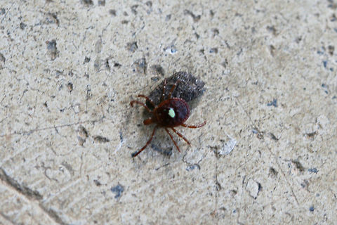 Lone Star Tick (Amblyomma americanum) Sorry for the terribly blurry shot! I hope to get better ones next time! 

Our previous hikes have involved finding a lot of these on our person afterward, unfortunately.

Not only is this tick a vector for several diseases (like Ehrlichia chaffeensis, Ehrlichia ewingii, Francisella tularensis and STARI), but it has recently been implicated in multiple cases of a sudden development of an alpha-gal meat allergy. This allergy is triggered by IgE antibody to the mammalian oligosaccharide galactose-alpha-1,3-galactose (alpha-gal). This is a life-threatening allergic response to animal products. Amblyomma americanum,Geotagged,Northeastern water tick,Spring,United States