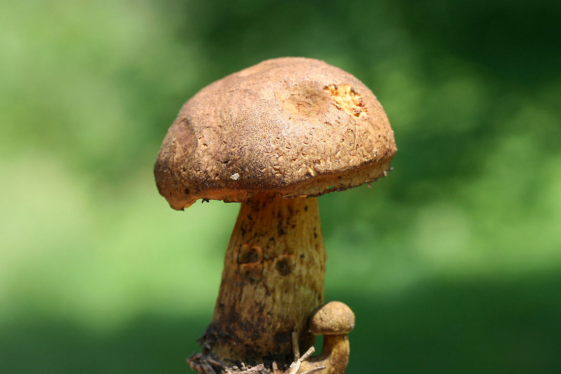 Aureoboletus innixus Habitat: Growing at the top of a ridge in a dense mixed hardwood/coniferous forest in NW Georgia (Gordon County), US.<br />
<br />
Flavor: Unpleasant. Astringent.<br />
<br />
Pileus: Dry. Chestnut brown. DNS. Dark brown on KOH application. Changes to dark green around edges after several minutes. Orange on ammonia application.<br />
<br />
Flesh: Yellow. Does not bruise.. Changes to brown/dark orange on KOH application. Changes to dark yellow/olive on ammonia application. <br />
<br />
Fertile surface: Bright yellow pores. Does not bruise. Changes to cinnamon with age.<br />
<br />
Stipe: Yellow, ridged. Orange tones near apex. Darker brown tones towards base. Does not bruise. Aureoboletus innixus,Geotagged,Spring,United States