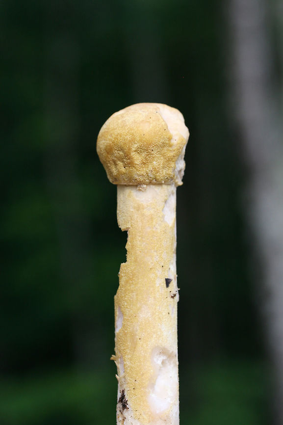 Amanita Mold (Hypomyces hyalinus) At the top of a ridge (below oaks and hickory trees) in a dense mixed hardwood/coniferous forest.<br />
<br />
Hypomyces hyalinus is a fungus that is parastic on another fungus, (usually) Amanita rubescens. It can also be found other Amanita species like Amanita frostiana, Amanita flavorubescens, Amanita muscaria, and Amanita amerirubescens. In infecting its host, it disfigures it completely. The consequence of the destruction of host gills is that spores cannot be dispersed. The host dies without reproducing via spores. Geotagged,Hypomyces hyalinus,Spring,United States
