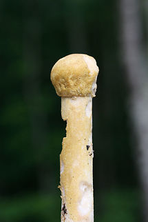 Amanita Mold (Hypomyces hyalinus) At the top of a ridge (below oaks and hickory trees) in a dense mixed hardwood/coniferous forest.

Hypomyces hyalinus is a fungus that is parastic on another fungus, (usually) Amanita rubescens. It can also be found other Amanita species like Amanita frostiana, Amanita flavorubescens, Amanita muscaria, and Amanita amerirubescens. In infecting its host, it disfigures it completely. The consequence of the destruction of host gills is that spores cannot be dispersed. The host dies without reproducing via spores. Geotagged,Hypomyces hyalinus,Spring,United States