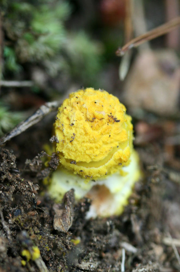 Yellow American Blusher (Amanita flavorubens)-immature Immature Amanita fungus growing in detritus on a hillside in a dense mixed hardwood/coniferous forest. A. flavorubens,Amanita flavorubens,Geotagged,Spring,United States