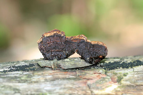 Conifer Mazegill (Gloeophyllum sepiarium) On a downed/rotting pine in a dense mixed hardwood/coniferous forest.
https://www.jungledragon.com/image/61006/conifer_mazegill_gloeophyllum_sepiarium.html Geotagged,Gloeophyllum sepiarium,Spring,United States