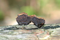 Conifer Mazegill (Gloeophyllum sepiarium) On a downed/rotting pine in a dense mixed hardwood/coniferous forest.<br />
https://www.jungledragon.com/image/61006/conifer_mazegill_gloeophyllum_sepiarium.html Geotagged,Gloeophyllum sepiarium,Spring,United States