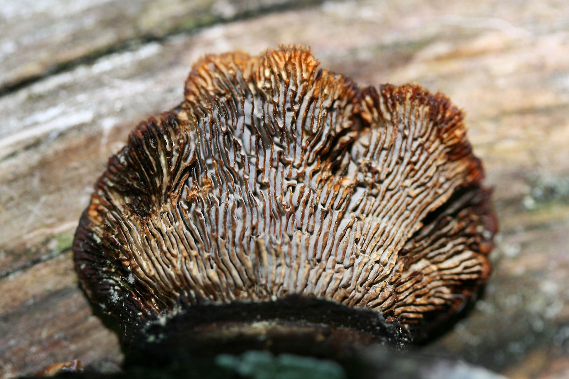 Conifer Mazegill (Gloeophyllum sepiarium) On a downed/rotting pine in a dense mixed hardwood/coniferous forest.<br />
<figure class="photo"><a href="https://www.jungledragon.com/image/61005/conifer_mazegill_gloeophyllum_sepiarium.html" title="Conifer Mazegill (Gloeophyllum sepiarium)"><img src="https://s3.amazonaws.com/media.jungledragon.com/images/3231/61005_thumb.JPG?AWSAccessKeyId=05GMT0V3GWVNE7GGM1R2&Expires=1759968010&Signature=vPw%2BIMlcKIK3QIxXboH%2BgiQQnQk%3D" width="200" height="134" alt="Conifer Mazegill (Gloeophyllum sepiarium) On a downed/rotting pine in a dense mixed hardwood/coniferous forest.<br />
https://www.jungledragon.com/image/61006/conifer_mazegill_gloeophyllum_sepiarium.html Geotagged,Gloeophyllum sepiarium,Spring,United States" /></a></figure> Conifer Mazegill,Geotagged,Gloeophyllum sepiarium,Spring,United States