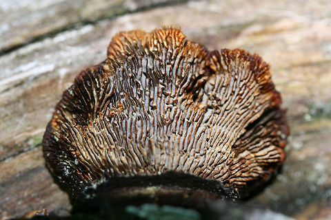Conifer Mazegill (Gloeophyllum sepiarium) On a downed/rotting pine in a dense mixed hardwood/coniferous forest.
https://www.jungledragon.com/image/61005/conifer_mazegill_gloeophyllum_sepiarium.html Conifer Mazegill,Geotagged,Gloeophyllum sepiarium,Spring,United States