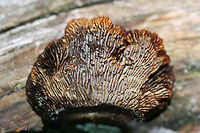 Conifer Mazegill (Gloeophyllum sepiarium) On a downed/rotting pine in a dense mixed hardwood/coniferous forest.<br />
https://www.jungledragon.com/image/61005/conifer_mazegill_gloeophyllum_sepiarium.html Conifer Mazegill,Geotagged,Gloeophyllum sepiarium,Spring,United States