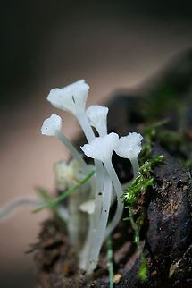Hemimycena sp. Tiny white/translucent fungi growing on rotting wood/soil beneath oaks in a dense mixed hardwood/coniferous forest.
https://www.jungledragon.com/image/61008/hemimycena_sp.html Geotagged,Spring,United States