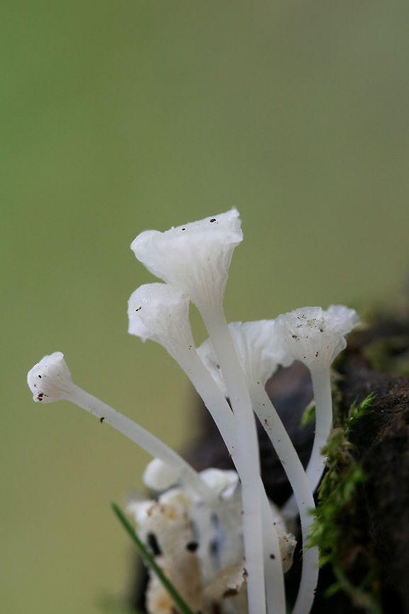 Hemimycena sp. Tiny white/translucent fungi growing on rotting wood/soil beneath oaks in a dense mixed hardwood/coniferous forest.<br />
<figure class="photo"><a href="https://www.jungledragon.com/image/61007/hemimycena_sp.html" title="Hemimycena sp."><img src="https://s3.amazonaws.com/media.jungledragon.com/images/3231/61007_thumb.JPG?AWSAccessKeyId=05GMT0V3GWVNE7GGM1R2&Expires=1759968010&Signature=spP5vmuLvW5dZgKV82pIrGIkRZc%3D" width="102" height="152" alt="Hemimycena sp. Tiny white/translucent fungi growing on rotting wood/soil beneath oaks in a dense mixed hardwood/coniferous forest.<br />
https://www.jungledragon.com/image/61008/hemimycena_sp.html Geotagged,Spring,United States" /></a></figure> Geotagged,Spring,United States